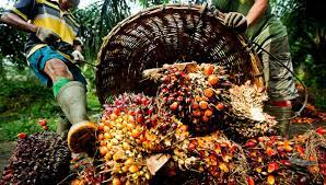 Olio di palma: l’Indonesia sbalordisce i mercati ampliando il divieto