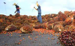 Palm oil: Indonesian and Malaysian exports soar