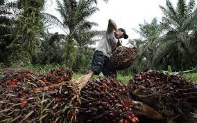 Palm oil: Indonesia stuns markets by extending ban